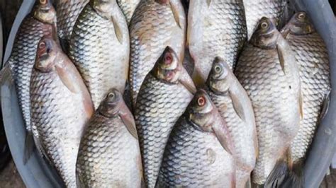 how are tilapia raised in china